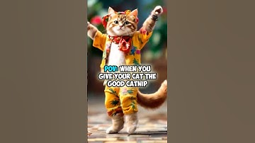 The Good Catnip 😹 Funny Cat Meme Videos 1 #FunnyCats #MyCat