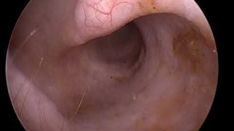 Normal canine ear exam