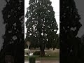 Rain!