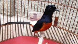 Download Lagu Terapi murai batu ampuh untuk pulihkan murai drop mental || masteran populer MP3