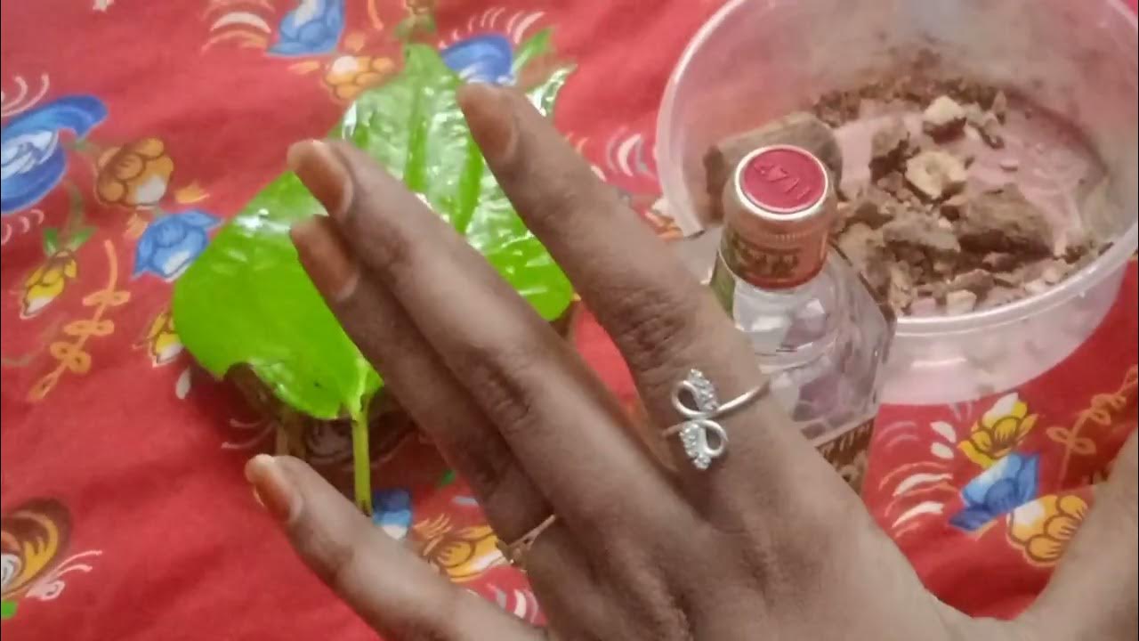 cold cough and fever vettrilai home remedy for baby women and men in