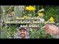 Sow Thistles Identification Description And Some Edible And Medicinal Uses 