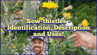 Sow Thistles  Identification, Description and Some Edible and Medicinal Uses