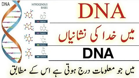 | Signs of God in DNA | | According to the | information contained in the DNA |Human lives