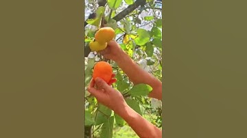 Hồng giòn Mộc Châu đã vào mùa 2025, anh chị em ăn chưa. #dacsantaybac  #honggionmocchau