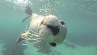 A-U-S-T-R-A-L-I-A Don Spencer Music For Kids