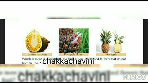 6th class basic science chapter 3 flower to flower question and answers