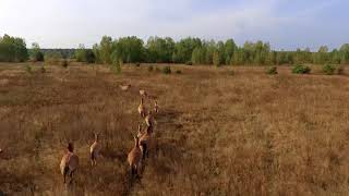 Przewalski&#39;s horses in Chernobyl from a drone