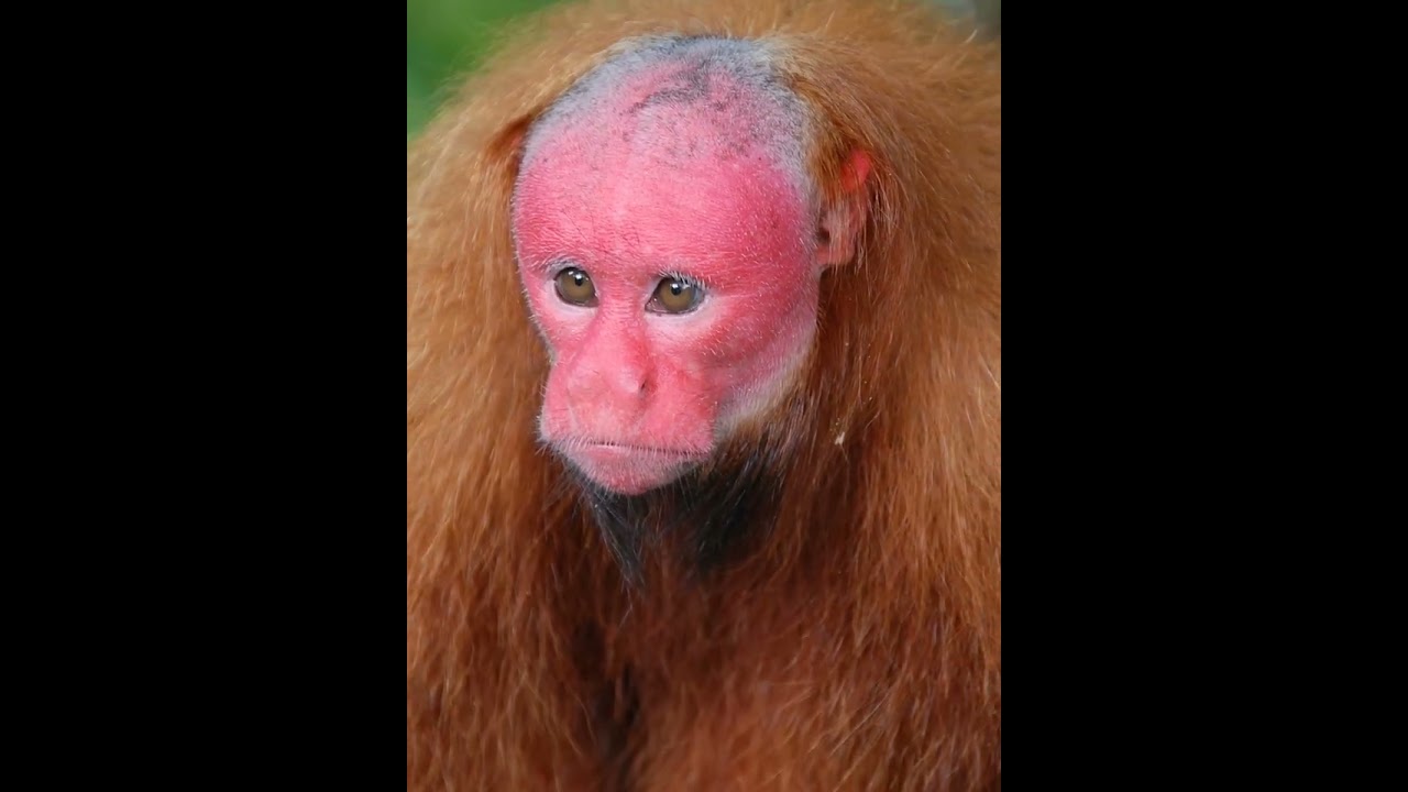 Red Uakari (Cacajao calvus): Bright red face, short tail, lives in Amazon River Basin.