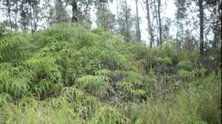 Real estate for sale in Pahoa Hawaii - MLS# 201411707