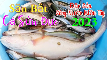 Săn Bắt Cá Sửu Đực Đặc Sản Miền Tây Sông Nước 2023 / Ẩm Thực Ven Sông Quán / Kiềm Rapper
