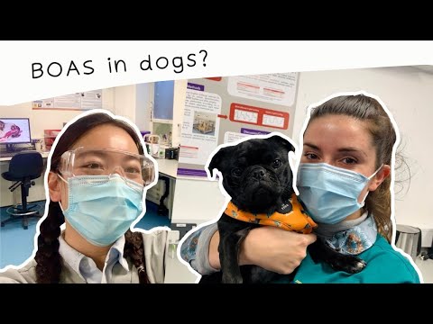 Video: Anjing mana yang brachycephalic?