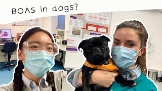 How to assess your dog for brachycephalic obstructive airway syndrome (BOAS)?