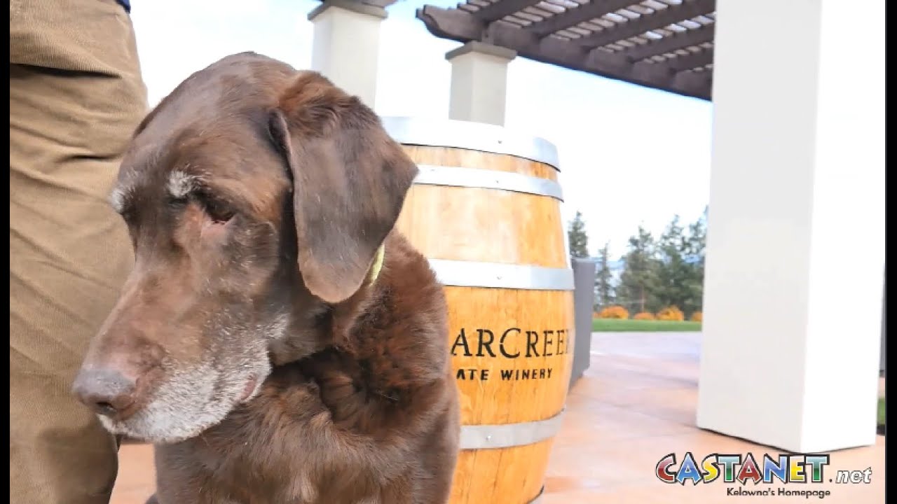 pets of the week Unleashed YouTube