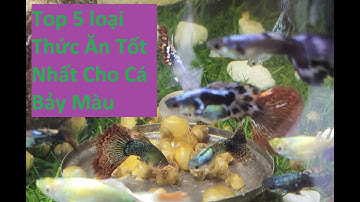 Top 5 Loại Thức Ăn Tốt Nhất Dành Cho Cá Bảy Màu | Tuấn Cá Cảnh