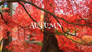 РАССЛАБЛЯЮЩЕЕ ВИДЕО/RELAXING VIDEO/Релакс/Relax/Осень/Autumn