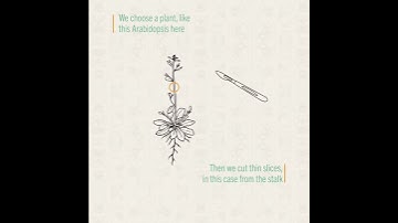 Transforming Science to Design - Animation of the Flora-L pattern design process