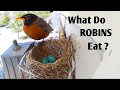 What Do ROBINS Eat?  //  American Robin