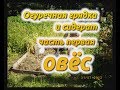 Огуречная грядка и сидерат  Овёс. Осенний сидерат,