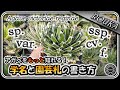 【アガベ/学名】園芸札に書かれる学名を徹底解説！学名の意味がわかると面白い【Agave】【多肉植物】【長尺】