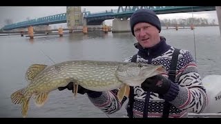 BalticFishing auf Hecht am Peene Strom! Ist das der Meter?