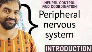 Neural control and coordination | Peripheral Nervous System | Introduction