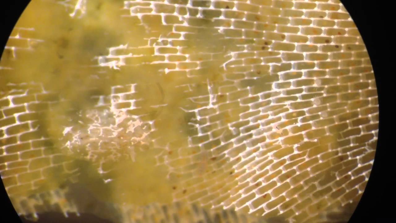 Corambe on Membranipora