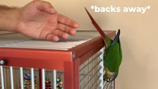 Parrot On Top of Cage PROBLEM