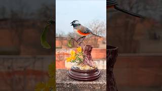 Amazing Talking Bird Home Decor Realistic Sound Movement