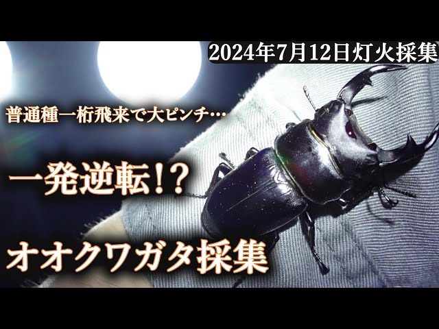 第3夜「普通種1桁で大ピンチ！？一発逆転オオクワガタ飛来！」【ライト