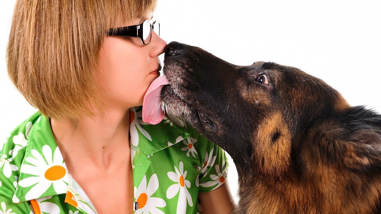 Хорошо полизал. Собака с хозяйкой. Собака целует. Человек целует собаку. Поцелуй с собакой.