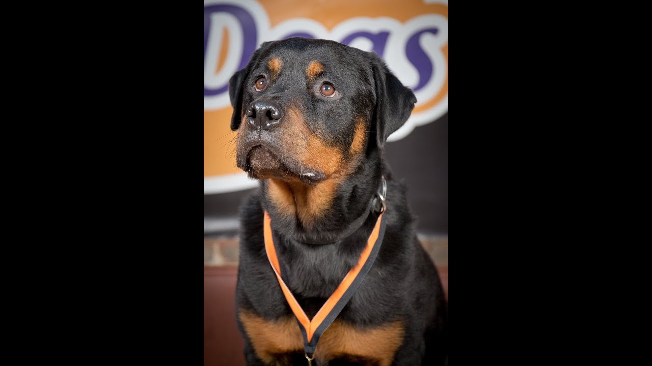 Diva - Rottweiler - 3 Weeks Residential Dog Training - YouTube