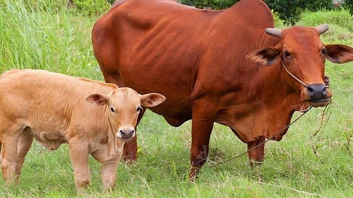 Lợi nhuận nuôi bò trong 1 năm là bao nhiêu năm 2024