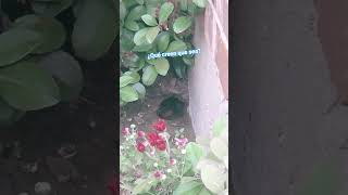Hay algo en el hoyo afuera de la casa. Veo unos ojos... q creen que sea? #jardinería #misterio
