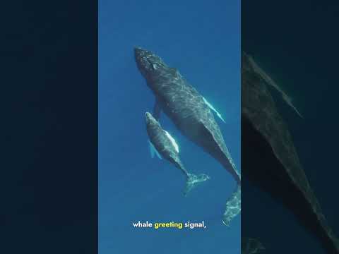 🐋✨ "Whale Talk: Breaking the Code to Humpback Conversations with SETI Scientists" 🌊🚀