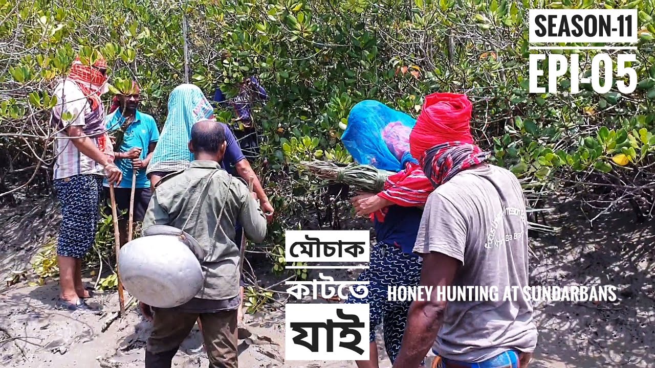 মধু কাটতে যাই | মহা ঝুঁকির কাজ | পর্ব ০৫ | সিজন ১১ | লবণ জলে জীবন জ্বলে | Mohsin ul Hakim