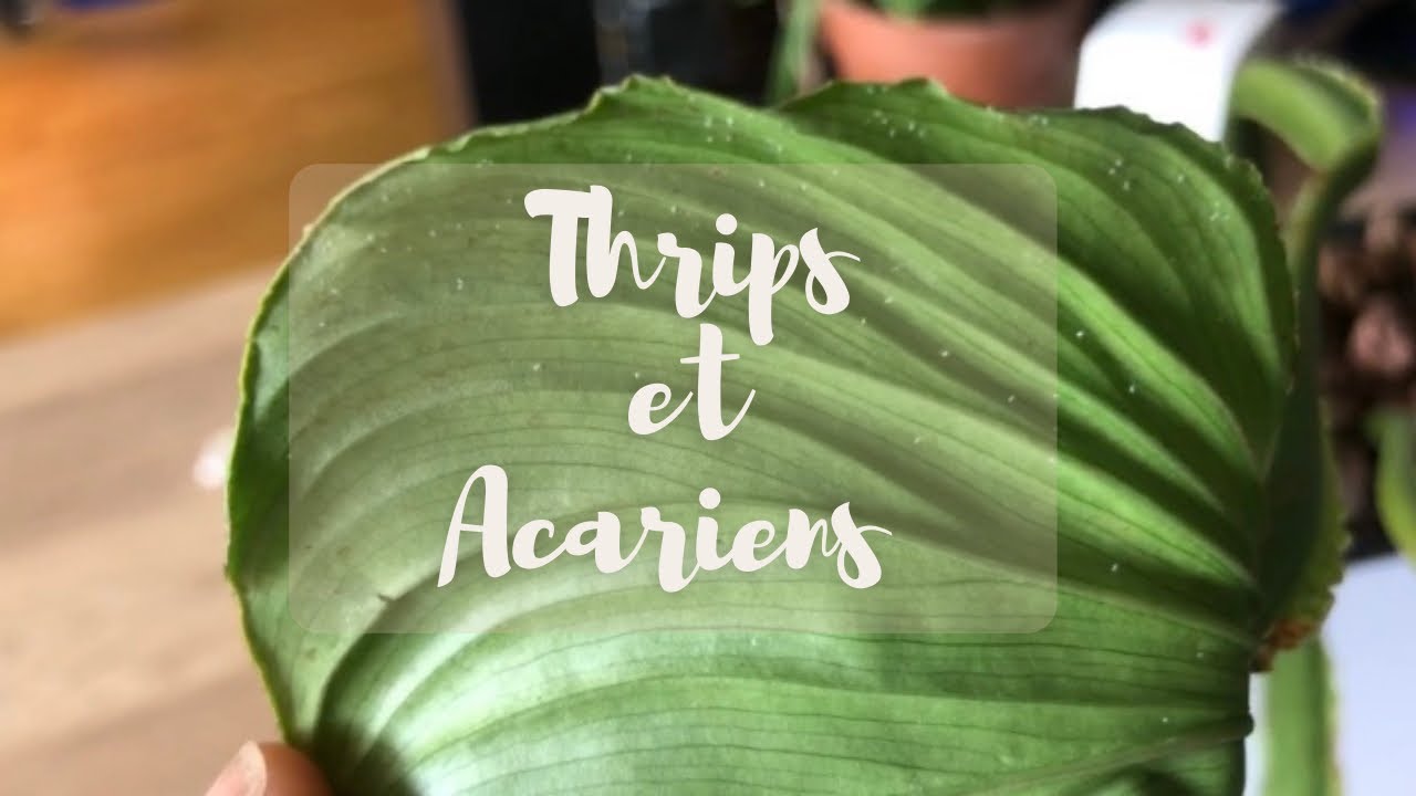SOS Nuisibles : Comment je les détecte et je m’en débarrasse ! #Thrips #Acariens 🕷