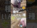 追加の春じゃがいもの種芋を植えたりつるなしいんげんの種を蒔くばあちゃん