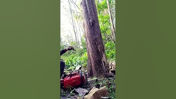 Cutting a Giant Teak Tree with Chainsaw