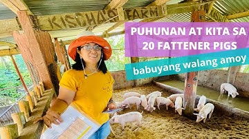 MAGKANO PUHUNAN AT KITA SA PAGAALAGA NG 20 FATTENER PIGS?  | Step by Step Guide | JUNE/JULY 2022