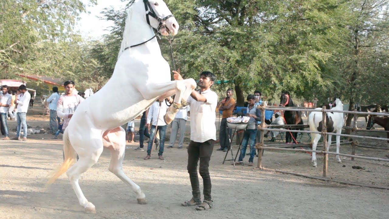 Белая лошадь теракт. Танец белой лошади. Танец белых лошадей детский. White Horse фанаты. White Horse Paris танцы.