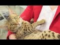 We're Wild for the Ocicat の動画、YouTube動画。