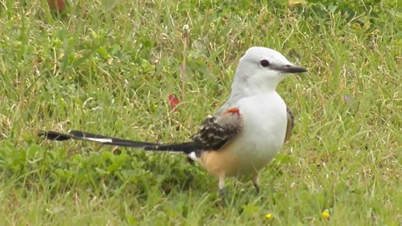 scissor-tailed flycatcher 