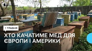 На Хмельниччині експортери меду через війну зменшили обсяги