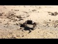 Capture de la vidéo Arlt - Les Oiseaux Cassent