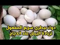 لو عايز دجاحك يغرقك بيض والبيضه تكون كبيرة بمعلقه واحده بجنيه وتحدي هتشوف اعلي انتاج طيور فوق السطح