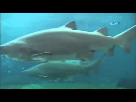 Köpek Balığı Dehşeti Kamerada