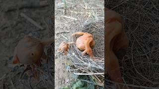 Cuckoo baby pushed the other baby out of the nest, and the baby was left hanging #shorts #ytshorts