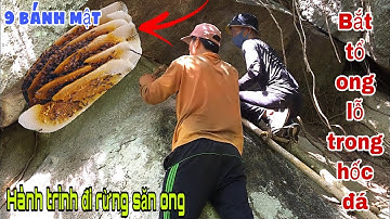Bắt Tổ Ong Rừng Khủng Trong Hang Đá | Tổ 9 Bánh Hơn 3 lít Mật - Sang Săn Vlog