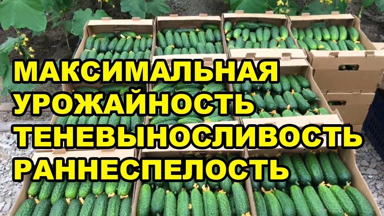 Огурец Вятич F1. Максимальная урожайность, теневыносливость, раннеспелость!